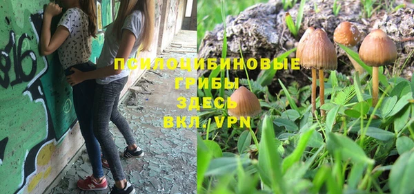 шишки Пересвет