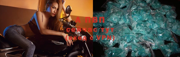 шишки Пересвет